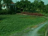 Bán Gấp 900M2 Đất Bình Chánh, Mặt Tiền Đường 20M, Giá Chỉ 2 Tỷ