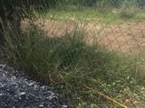 Cần Tiền Ăn Tết Bán Gấp 1008 M2 Giá 2 Tỷ Đường Cán Nhựa. Qui Đức, Bình Chánh.