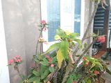 Bán Nhà Khu Vực Mặt Tiền Phan Đình Phùng, Phường 2, Đà Lạt, 106M2, 5X20M, Giá 15.5 Tỷ