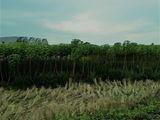 Mại Zô... Bán 3000m2 Đồng Khoai Mì, Thích Thiện Hòa, Bình Chánh - Giá 2,7 Tỷ - O1229.610.461