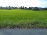 Bán Gấp Đất Thổ Cư Xã Phong Phú, Bình Chánh