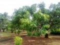 Cần Bán Lô Đất 3400 M2 Ngay Mặt Tiền Đường Thạnh Thới Cần Giờ