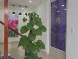 Chính Chủ Bán Nhà 3 Tầng Mới Đẹp .kiệt Nguyễn Hoàng.