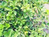 Bán 2804M2 Đất Trồng Chanh Lương Bình, Bến Lức Giá 900 Triệu Đồng