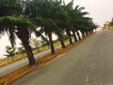Dự Án Đẹp, Mở Bán Đợt Đầu, Chào Đón Các Nhà Nhà Đầu Tư