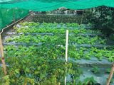 Bán Đất Đường Phạm Hồng Thái, Phường 10, Đà Lạt - Dt 215M2 - Giá 6 Tỷ Đ2439
