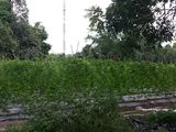 Mua Ngay Đất Công Nghiệp Tổng DT 1200M2, Xã Phước Hiệp, Huyện Củ Chi, Giá 1,5 Tỷ (Còn Thương Lượng)