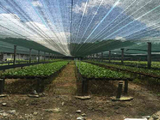 Bán Đất Vườn Trồng Lan Thơ Mộng Với Số Lượng Và Đầu Tư Khủng Tại Trảng Bàng Tây Ninh