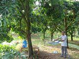 Cậu Ba Tôi Có Miếng Đất Vườn Trồng Xoài Rộng 3228M2 Ở Bình Chánh Cần Bán