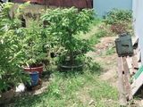 Bán Gấp Lô Đất Song Hành, Thị Trấn Hóc Môn - 1,6 Tỷ, Thổ Cư 100%, Lh 0903617937