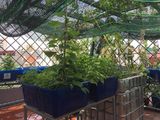 Biệt Thự Hồ Tây, Ô Tô Đỗ Cửa, Mặt Tiền Lớn, 112M2 Quảng An, Nội Thất Sang Trọng
