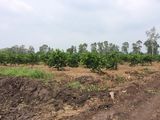 Lô Đất Cuối Năm Giá Cực Rẻ Đáng Để Đầu Tư