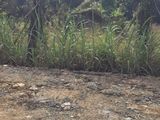 Chính Chủ Cần Bán Gấp Đất Giá Rẻ Tại Vườn Thơm, Bình Chánh