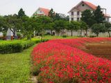 Bán Biệt Thự Đáng Sống Bậc Nhất Hà Nội, Chỉ Từ 5 Tỷ - 200M2, Khu The Phoenix Garden
