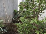 Bán Đất Hẻm 88 Nguyễn Văn Quỳ, Diện Tích 3X15M, Bớt Lộc!