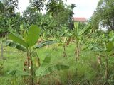 Đất Biệt Thự Nhà Vườn Gần Mặt Tiền Bình Mỹ-Hà Duy Phiên, Dt 1100M2 Đường Xe Tải, Giá Rẻ 2,3 Tỷ, Sh