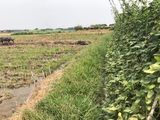 Bán Đất Trồng Cây Lâu Năm Mặt Tiền 669 Xã Phước Thạnh Củ Chi, Diện Tích 3900M2 Giá 4 Tỷ