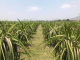 Cần Bán Vườn Thanh Long 3100 Trụ, Diện Tích 30000M2 Tại Xã Bình An, Bắc Bình, Bình Thuận