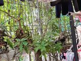 Cần Bán Nhà Xã Đàn 2, 44M2, Mặt Tiền 4.9M, 2.6 Tỷ, Liên Hệ: 0989375228