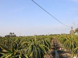 Bán Nhanh Giá Rẻ 3628M2 Đất Thổ Cư Long An, Trồng Thanh Long, Làm Nhà Xưởng, Biệt Thự Vườn