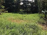 Em Có Một Lô Đất Đẹp Cần Bán Gấp Vì Cần Tiền Kinh Doanh