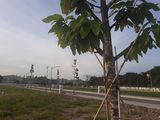 Đất Nền Chính Chủ Giá Rẻ Nha