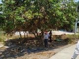 Chủ Thu Vốn Cần Bán Gấp Vài Lô Đất Thỗ Cư An Phước Long Thành 410Tr/nền