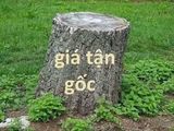 Đất Chợ Hiệp Bình Thủ Đức 50M2