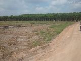 Cần Bán 1000M2 Đất Minh Thắng Chơn Thành Bình Phước