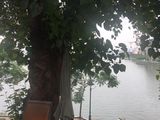 Bán 310M2 Đất Mp Xuân Diệu, Tây Hồ, Mt6,5M View Hồ Tây Giá 98 Tỷ. Lh 0912442669