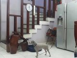 Bán Nhà Riêng 21 Lê Đức Thọ, Mỹ Đình, Dt 50M2, Ô Tô Đỗ Cửa 0946866186