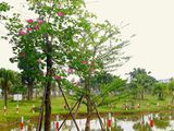 Bán Nhà Liền Kề Khu Đô Thị Nam 32 Hoài Đức, Hà Nội, 78M2, 4 Tầng, Giá Thỏa Thuận. Lh: 0366991753