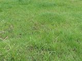 Bán 96M2 Toàn Thổ Cư Huyện Cần Giuộc Long An