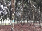 Bán 7Ha Đất Có Nhà Cấp 4 Vườn Cao Su Và Điều Tại Xã Đoàn Kết, Huyện Bù Đăng