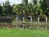 Cân Tiền Về Quê Làm Nha Nên Bán Gấp Lô Đất Chính Chủ Giá Rẻ Nằm Ngay Sát Đường Ql22 Xã Phước Hiệp- Củ Chi