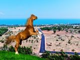 Bán Đất Trồng Cây Ở Thiện Trung Xa Thiện Nghiệp, Tp. Phan Thiết Với Giá 950/m2