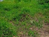 Chính Chủ Bán Đất Thổ Cư Nguyễn Minh Trường Phường 3 Tân An Long An 110M2