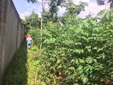 Bán Đất Xã An Linh, Huyện Phú Giáo, Bình Dương Dt: 20X60M