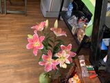 Chính Chủ Cần Sang Nhượng Lại Quán Café Ở 30/33 Nguyễn Cửu Vân Phường 17 Bình Thạnh , Tp.Hcm