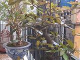 Bán Nhà Phố Đội Cấn 35M2X4T 3Pn Thoáng 3 Mặt Ngõ Xe Oto Vào Tận Nhà