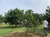 Bán Cặp Vườn Bưởi Rộng Diện Tích 692 M2 Mỗi Lô Đang Cho Thu Nhập Tốt Tại Mặt Tiền Hương Lộ 7 Giá Chỉ 3.6 Tỷ