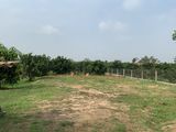 Bán Cặp Vườn Bưởi Rộng Diện Tích 692 M2 Mỗi Lô Đang Cho Thu Nhập Tốt Tại Mặt Tiền Hương Lộ 7 Giá Chỉ 3.6 Tỷ