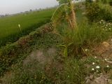 Bán 40.000 M2 Đất Ruộng Nông Nghiệp,huyện Tháp Mười