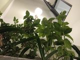 Nhà 3 Lầu Đẹp Không Tỳ Vết , Đường Thông, Xe Hơi Vào Tận Cửa. Bán Gấp Trong Tuần.