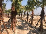 Bán Đất Nền Đầu Tư Ngay Tại Trung Tâm Thành Phố Chí Linh. Có Bìa Đỏ, Giá Hợp Lý 0964222335