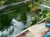 Bán Vườn Dừa