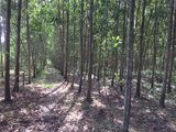 Chính Chủ Bán 5.8 Hecta Đất Nguyên Miếng Trồng Tràm Giấy - Đường 4M - Đồng Nai