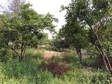 Bán Đất Thôn 4 Hoành Bồ Cách Cầu Bang Chưa Đầy 2Km - Đường Bê Tông Ô Tô Vào Tận Nhà