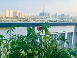 Cực Rẻ-2Pn Opal Riverside View Q.1-Tặng 100% Nt -Giá Chính Xác 100%-0909804486