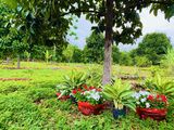 Bán Đất Vườn Trái Cây Có 100M2 Thổ Cư Tại Đất Đỏ, Bà Rịa Vũng Tàu